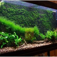 variante de décoration inhabituelle d'une image d'aquarium à la maison