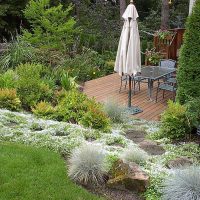 possibilité d'utiliser des plantes inhabituelles dans l'aménagement paysager de la maison photo