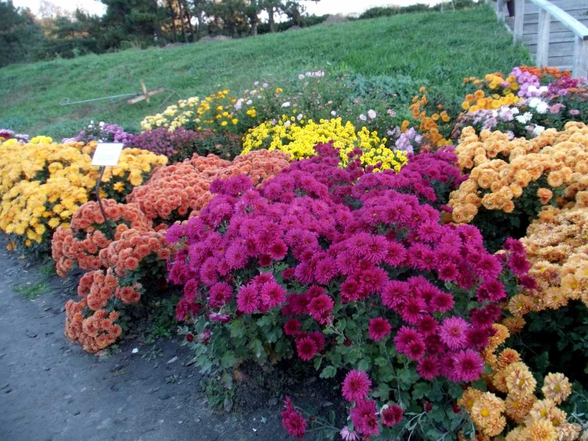 Un exemple d'utilisation de plantes lumineuses dans l'aménagement paysager d'une maison d'été