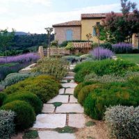 un exemple d'utilisation de plantes inhabituelles dans l'aménagement paysager consistant à donner une photo