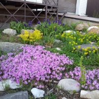 la possibilité d'utiliser de belles plantes dans la conception du paysage de la photo du chalet