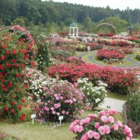 possibilité d'utiliser des roses claires dans une image de conception de paysage