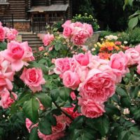 la possibilité d'utiliser de belles roses dans la conception de la photo de la cour