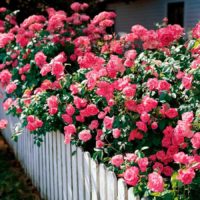 exemple d'utilisation de belles roses dans la photo de conception de paysage