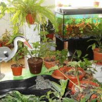 l'idée d'appliquer des idées inhabituelles pour décorer une photo de jardin d'hiver