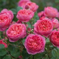 l'idée d'utiliser des roses claires dans la conception de l'image de la cour