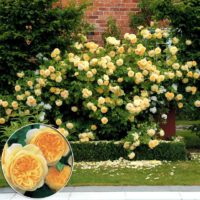 l'idée d'utiliser des roses inhabituelles dans la photo de conception de paysage
