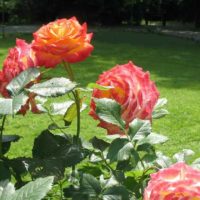 Un exemple d'utilisation de roses lumineuses dans la photo de conception de paysage