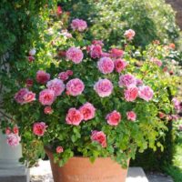 exemple d'utilisation de roses inhabituelles dans la conception de paysages