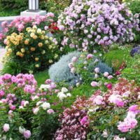 l'idée d'utiliser de belles roses dans la conception de la photo de la cour