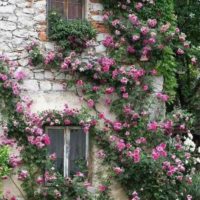 exemple d'utilisation de roses inhabituelles dans la conception de paysages