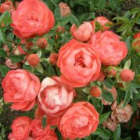 exemple d'utilisation de roses claires dans la conception de la photo de la cour