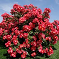 l'idée d'utiliser de belles roses dans la conception de la photo de la cour