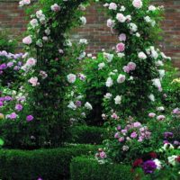 exemple de l'utilisation de belles roses dans l'image de conception de paysage
