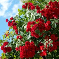 variante de l'utilisation de roses inhabituelles dans la conception de la cour photo