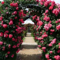 Un exemple d'utilisation de roses lumineuses dans la conception de la photo de la cour