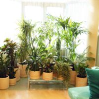l'idée d'utiliser de belles idées pour décorer une photo de jardin d'hiver
