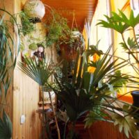 l'idée d'utiliser des idées lumineuses pour décorer le jardin d'hiver dans la maison photo
