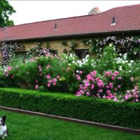 possibilité d'utiliser de belles roses en photo de conception de paysage