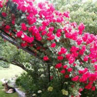 possibilité d'utiliser des roses inhabituelles dans la photo de conception de paysage