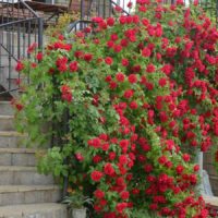 exemple d'utilisation de roses lumineuses dans la photo de conception de paysage