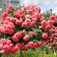 la possibilité d'appliquer de belles roses dans la conception de l'image de la cour