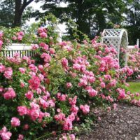 l'idée d'utiliser des roses lumineuses dans la photo de conception de paysage