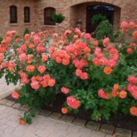 exemple d'utilisation de roses claires dans la conception de l'image de la cour