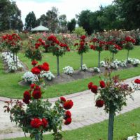 l'idée d'utiliser des roses inhabituelles dans la conception de l'image de la cour