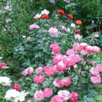 possibilité d'utiliser des roses inhabituelles dans la conception de l'image de la cour