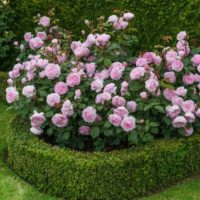 l'idée d'utiliser de belles roses en photo de conception de paysage