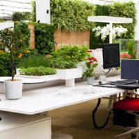 possibilité d'appliquer des idées inhabituelles pour décorer une photo de jardin d'hiver
