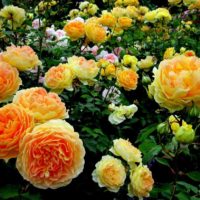 la possibilité d'utiliser des roses lumineuses dans la conception de l'image de la cour