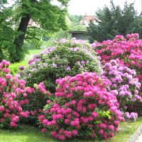 l'idée d'utiliser des roses claires dans la conception de la photo de la cour