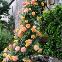 l'idée d'utiliser des roses lumineuses dans l'image de conception de paysage