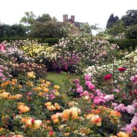 un exemple de l'utilisation de belles roses dans la conception de la cour photo