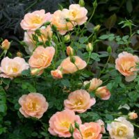 la possibilité d'utiliser des roses vives dans la conception de la photo de la cour