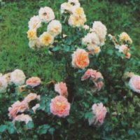 exemple d'utilisation de roses claires dans la photo d'aménagement paysager