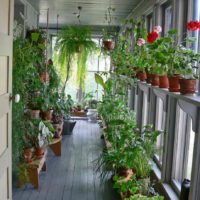 Un exemple d'application d'idées inhabituelles pour la décoration d'un jardin d'hiver dans une maison