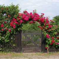 exemple d'utilisation de roses lumineuses dans la conception de l'image de la cour