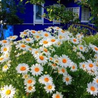 parcelle de jardin 4 acres photo design