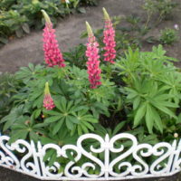 parcelle de jardin 4 cents idées design
