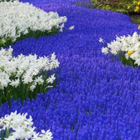 parcelle de jardin 4 cents pièces des subtilités des options de décoration de conception de paysage