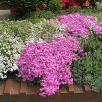 parcelle de jardin 4 cents pièces des subtilités des options de décoration de conception de paysage
