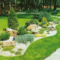 Composition de jardin de conifères