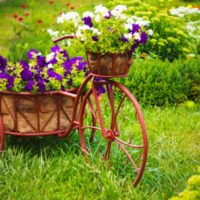 Fleurs d'un vieux vélo