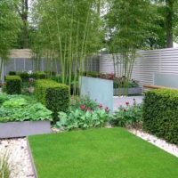Haies et bambou dans le jardin