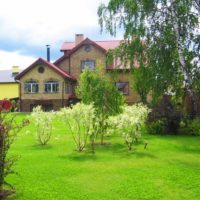 Buissons de gazon et de bouleau dans le jardin