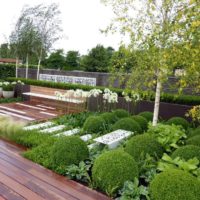 Plantes sphériques dans un jardin