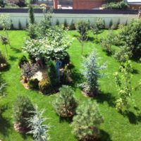 Jeunes plantes dans un jardin